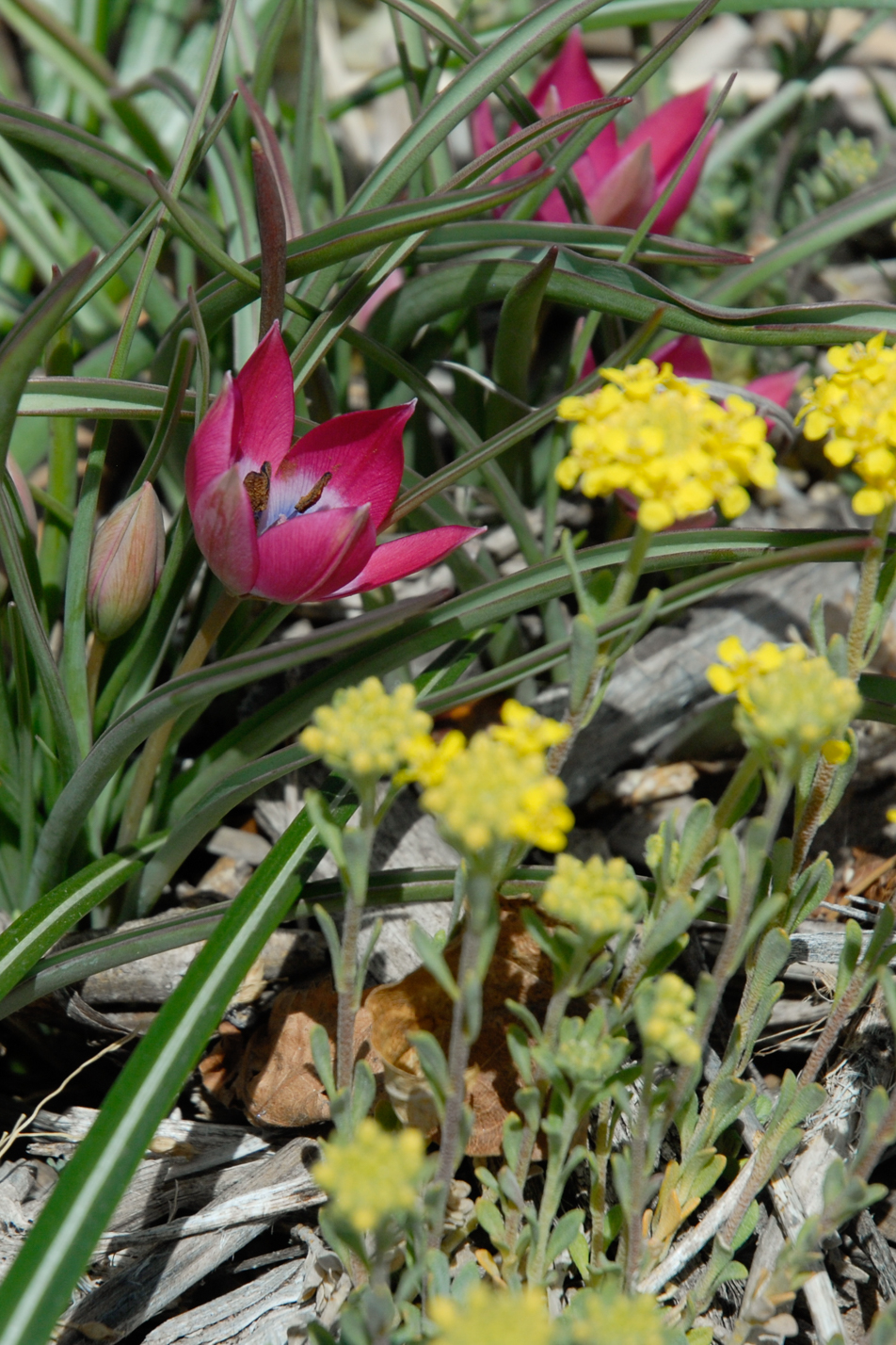 Little Beauty Wildflower Tulip